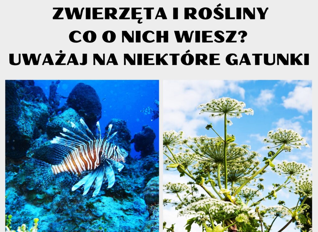 GATUNKI ZWIERZĄT I ROŚLIN NIEBEZPIECZNYCH DLA CZŁOWIEKA.